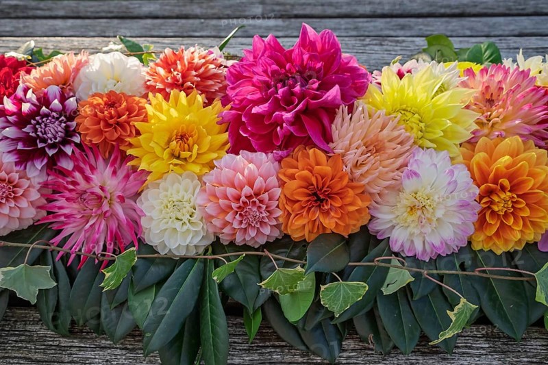 Arrangement of colourful dahlias (Dahlia) as decoration on a wooden table, Münsterland, North Rhine-Westphalia, Germany