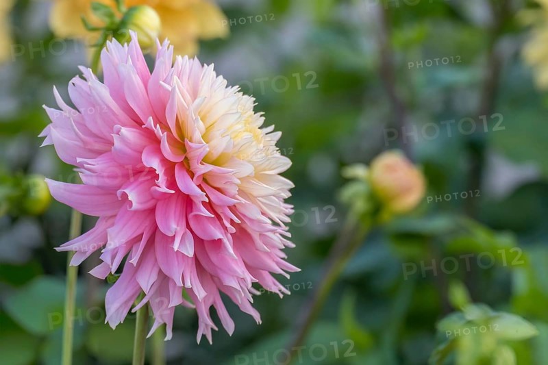 Deer antler dahlia, Just Married variety, Münsterland, North Rhine-Westphalia, Germany