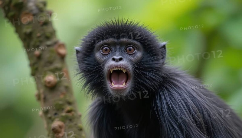 A close-up shot of a Black-headed Spider Monkey (Ateles fusciceps robustus), wide eyes, and an open mouth, revealing its teeth, set against a blurred green background, AI generated