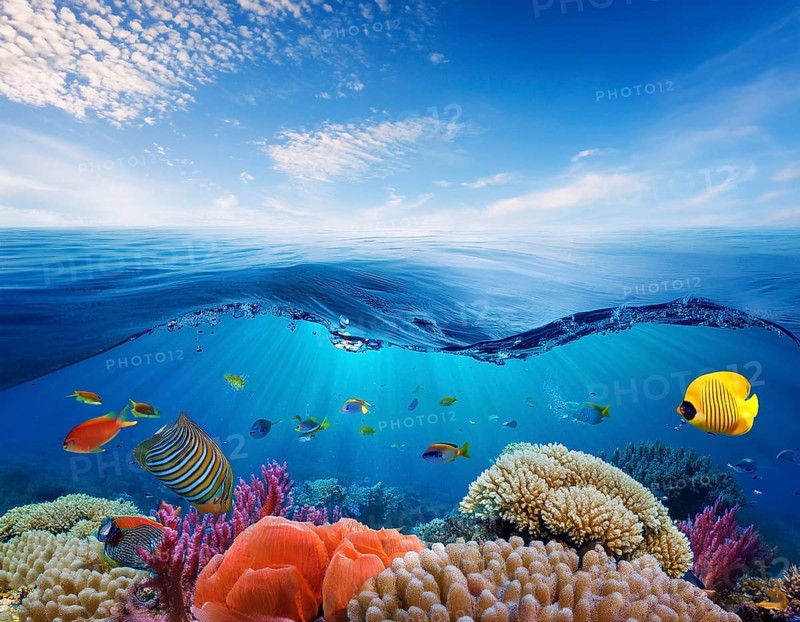 Scuba diver diving over coral tropical reef, with colorful sea fish beautiful ocean ecosystem, AI generated