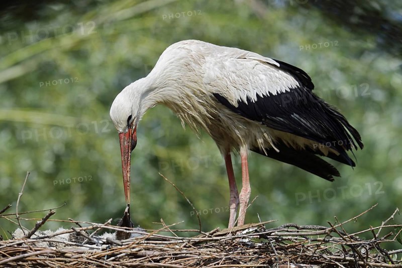 White stork (Ciconia ciconia) feeding chicks in the nest, North Rhine-Westphalia, Germany