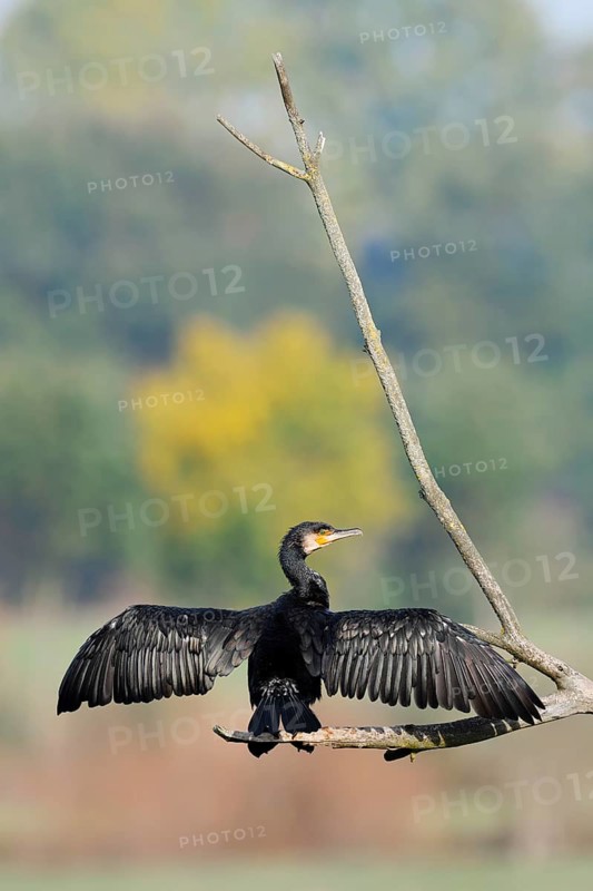 Cormorant (Phalacrocorax carbo) sitting on a branch and drying its feathers, North Rhine-Westphalia, Germany
