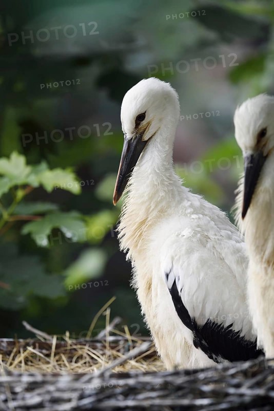 White stork (Ciconia ciconia), chick in nest, North Rhine-Westphalia, Germany
