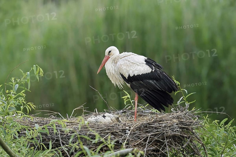 White stork (Ciconia ciconia) with chicks in the nest, North Rhine-Westphalia, Germany