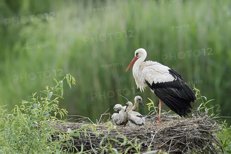 White stork (Ciconia ciconia) with chicks in the nest, North Rhine-Westphalia, Germany
