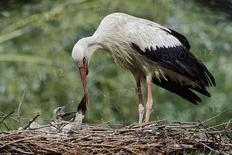White stork (Ciconia ciconia) feeding chicks in the nest, North Rhine-Westphalia, Germany