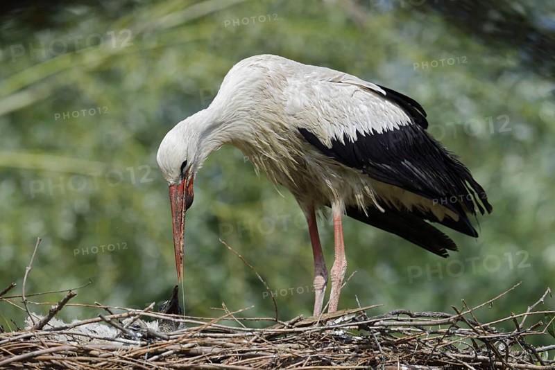 White stork (Ciconia ciconia) feeding chicks in the nest, North Rhine-Westphalia, Germany