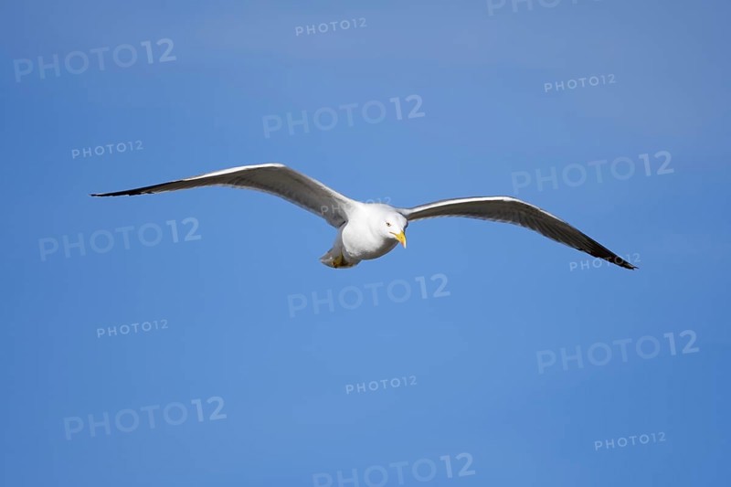 Mediterranean Gull (Larus michahellis) flying, Algarve, Portugal