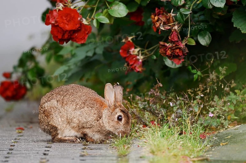 Wild rabbit (Oryctolagus cuniculus) on a shrub rose (Rosa) in a park, North Rhine-Westphalia, Germany