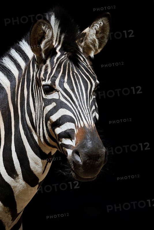 Chapman's plains zebra (Equus quagga chapmani, Equus burchellii chapmani), portrait, captive, occurrence in Africa