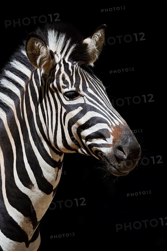 Chapman's plains zebra (Equus quagga chapmani, Equus burchellii chapmani), portrait, captive, occurrence in Africa