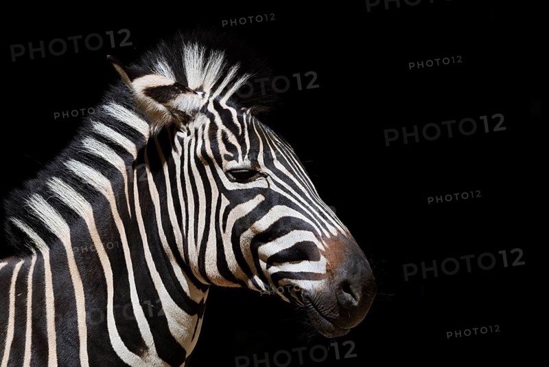 Chapman's plains zebra (Equus quagga chapmani, Equus burchellii chapmani), portrait, captive, occurrence in Africa