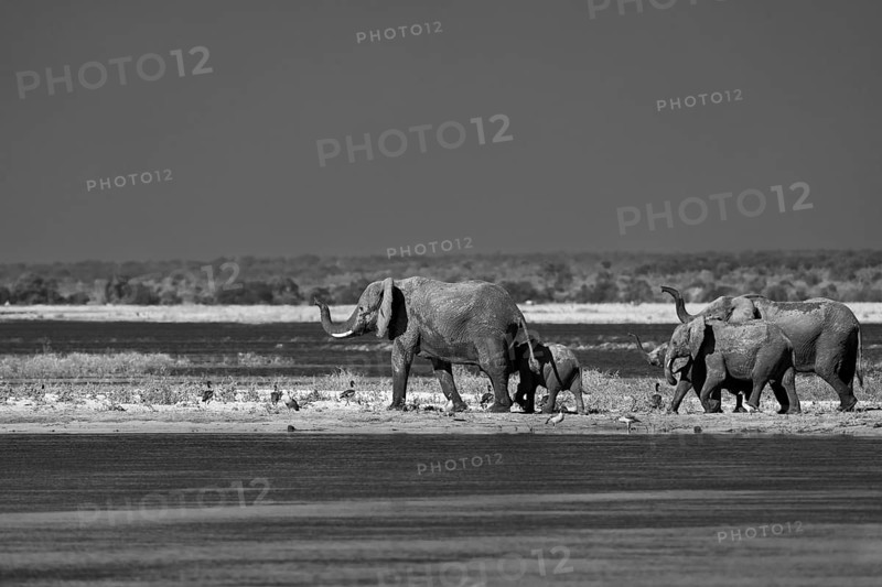 Elephant bull, Loxodonta africana, black and white image. Wild animal comes out of the Chobe River, half body is wet. Side view of the male elephant. Chobe National Park, Botswana