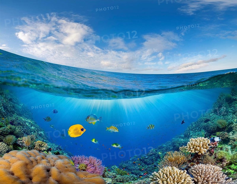 Scuba diver diving over coral tropical reef, with colorful sea fish beautiful ocean ecosystem, AI generated