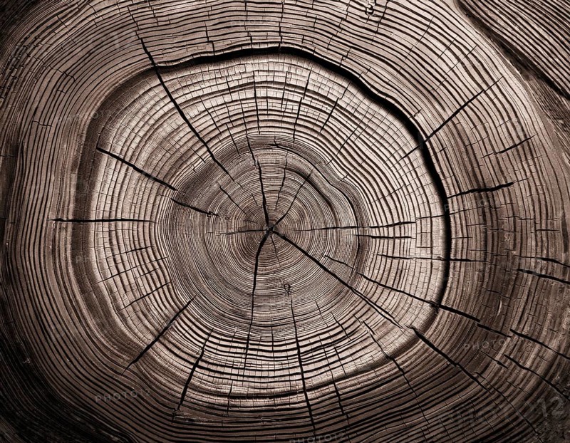 Detailed view of a tree cross-section highlighting its growth rings. Ideal for illustrating concepts of time, nature, or organic patterns, and can be used in educational or environmental projects, AI generated