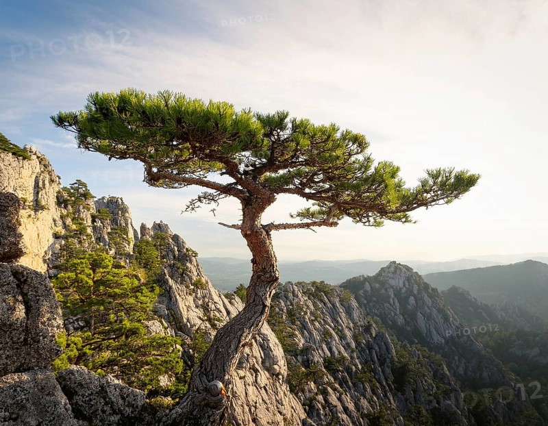 A solitary tree thriving between rocky formations at sunset. Capturing resilience, nature, and tranquility under soft light with a serene and inspiring atmosphere, AI generated