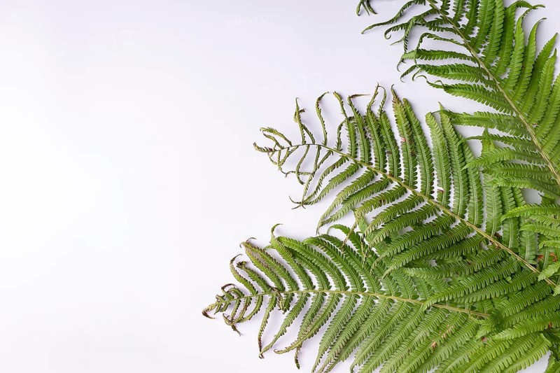 Fern leaves on white background space for text
