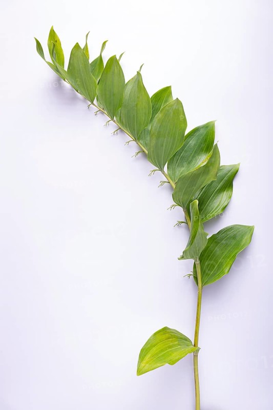 Kupena - a garden plant on a white background