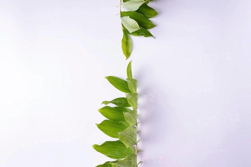 Kupena - a garden plant on a white background