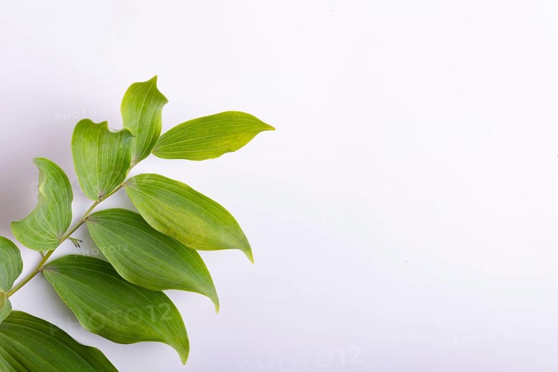 Branch of a garden plant on a white background