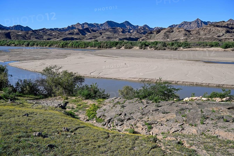 Blooming landscape at the Oranje River, near Oranjemund, Karas Region, Namibia