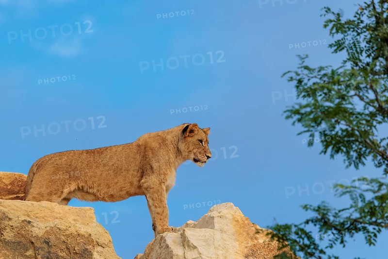 A young female lion (Panthera leo) stands on a rocky hill on a sunny day, observing something. Captive