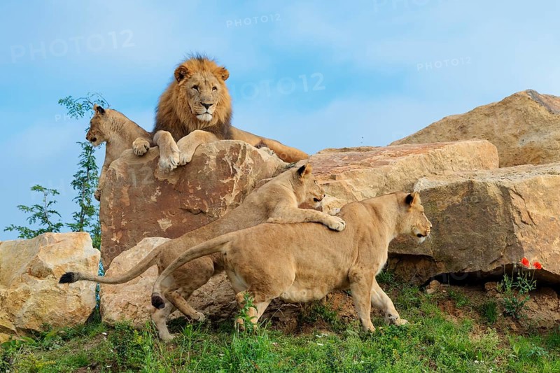 A female lion cub (Panthera leo) plays with her mother on a rocky hill on a sunny day, observed by other members of the pride. Captive