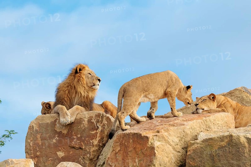 A small pride of lions (Panthera leo) rests on a rocky hill on a sunny day. Captive