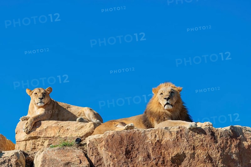 Two adult lions, a male and female (Panthera leo) rest on a rocky hill on a sunny day, observing something. Captive