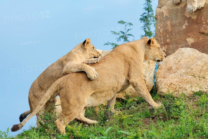 A female lion cub (Panthera leo) plays with her mother on a rocky hill on a sunny day. Captive