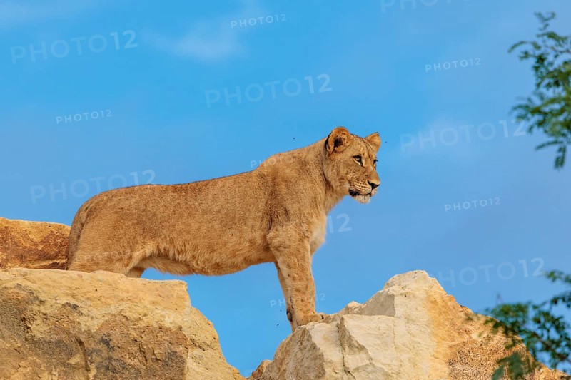 A young female lion (Panthera leo) stands on a rocky hill on a sunny day, observing something. Captive