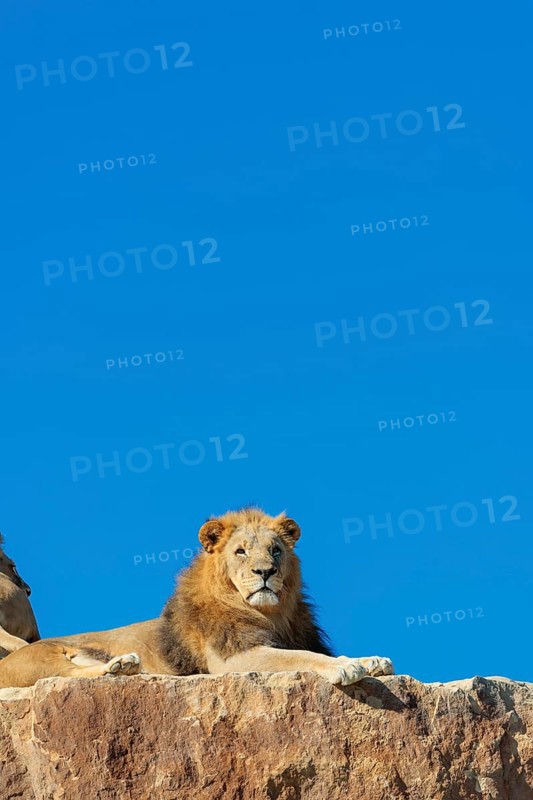 A big male lion (Panthera leo) rests on a rocky hill on a sunny day, observing something. Captive