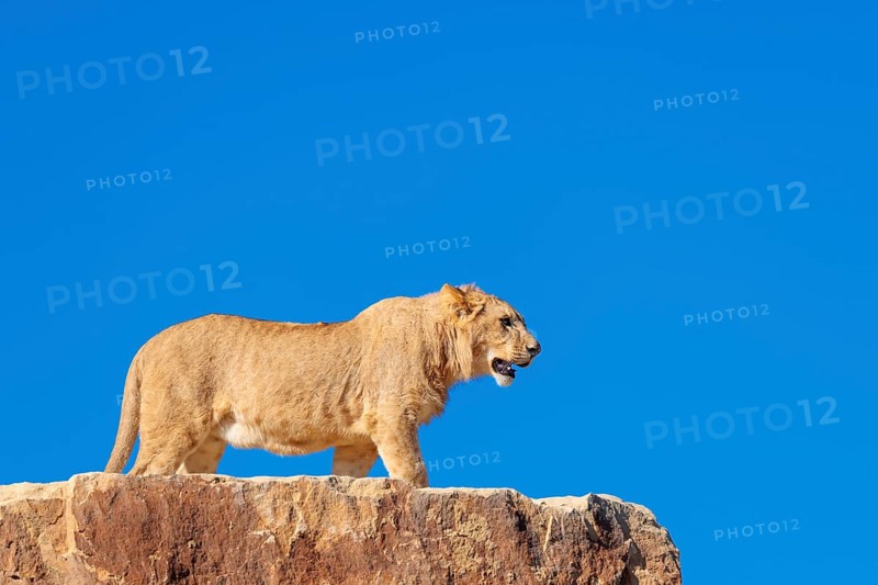 A young male lion (Panthera leo) stands on a rocky hill on a sunny day, observing something. Captive