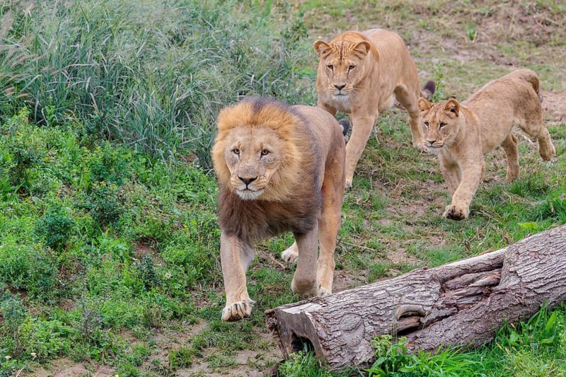 A large male lion (Panthera leo) runs down a hill across a meadow, followed by his female and their daughter. Captive