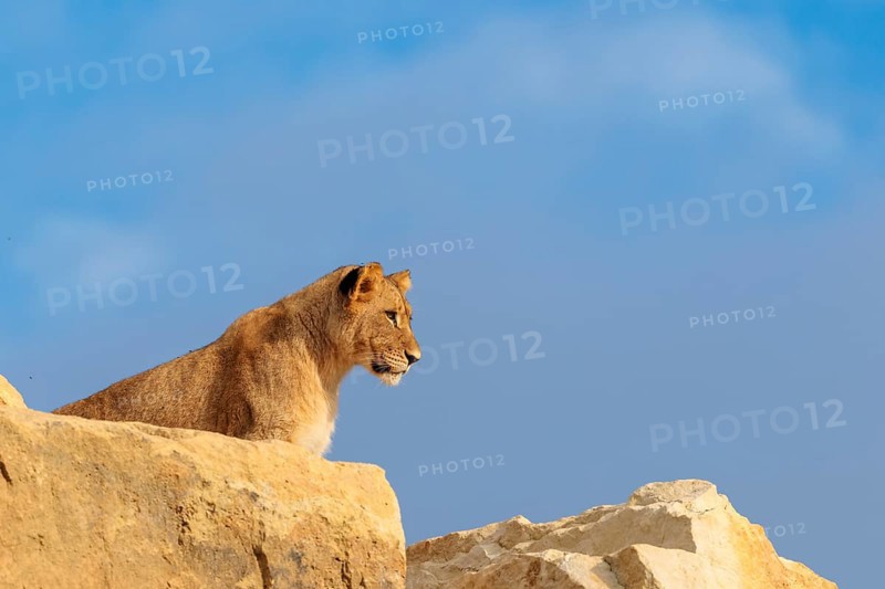A young male lion (Panthera leo) stands on a rocky hill on a sunny day, observing something. Captive