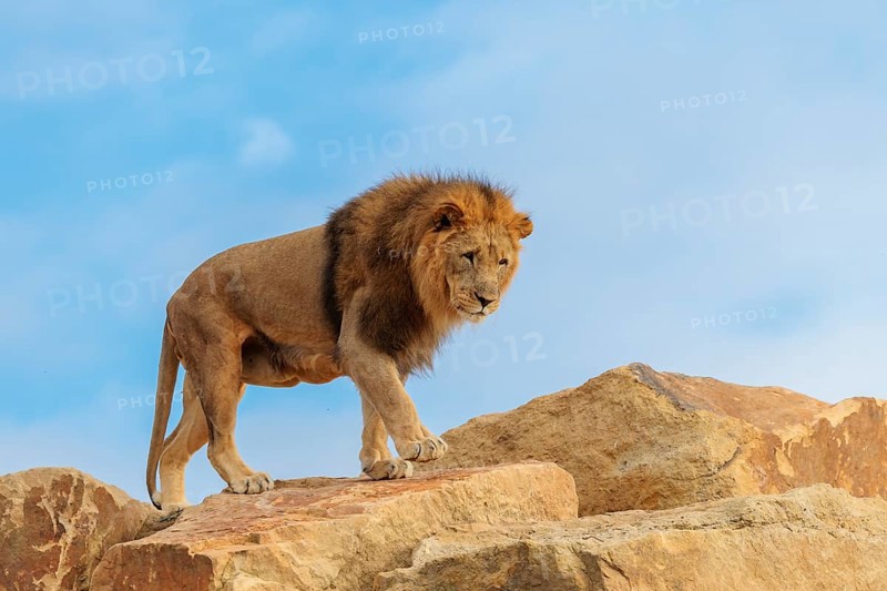 A big male lion (Panthera leo) walks across a rocky hill on a sunny day. Captive
