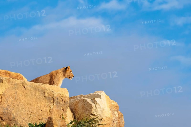 A young male lion (Panthera leo) stands on a rocky hill on a sunny day, observing something. Captive