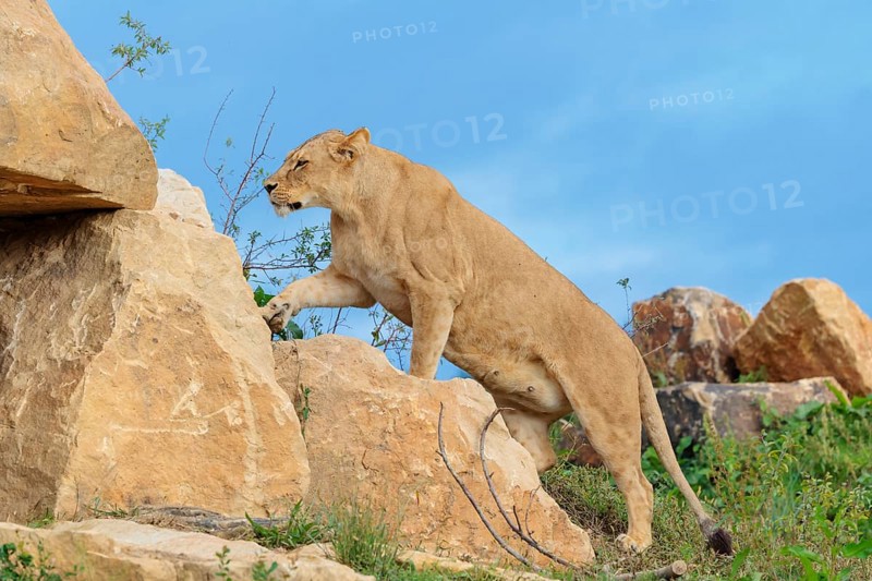 An adult female lion (Panthera leo) climbs a rocky hill on a sunny day. Captive