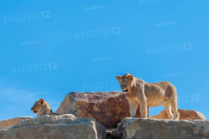 A young male lion (Panthera leo) stands next to a female cub lying on a rocky hill on a sunny day. Captive