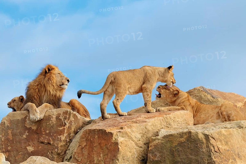 A small pride of lions (Panthera leo) rests on a rocky hill on a sunny day. Captive