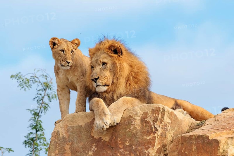 A big male lion (Panthera leo) rests next to a female cub standing on a rocky hill on a sunny day. Captive