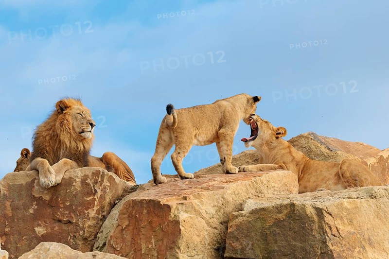 A small pride of lions (Panthera leo) rests on a rocky hill on a sunny day. Captive