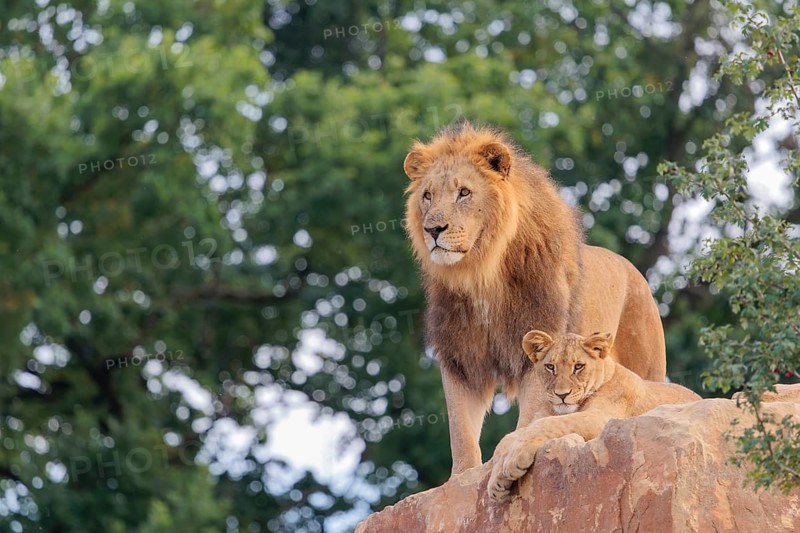 A big male lion (Panthera leo) stands next to a female cub lying on a rocky hill on a sunny day. Captive