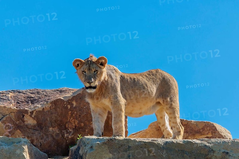 A young male lion (Panthera leo) stands on a rocky hill on a sunny day, observing something. Captive