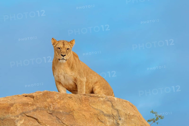 An adult female lion (Panthera leo) stands on a rocky hill on a sunny day, observing something. Captive