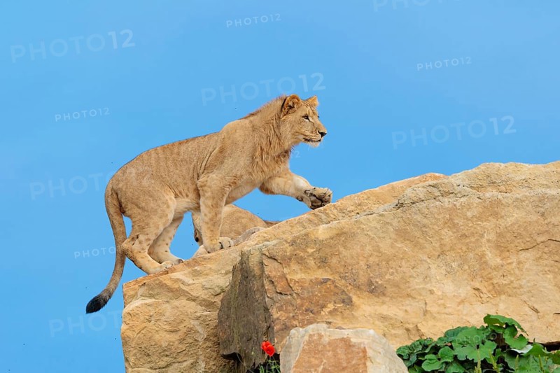 A young male lion (Panthera leo) walks across a rocky hill on a sunny day. Captive