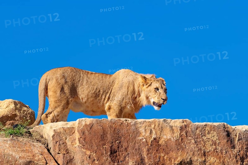 A young male lion (Panthera leo) stands on a rocky hill on a sunny day, observing something. Captive