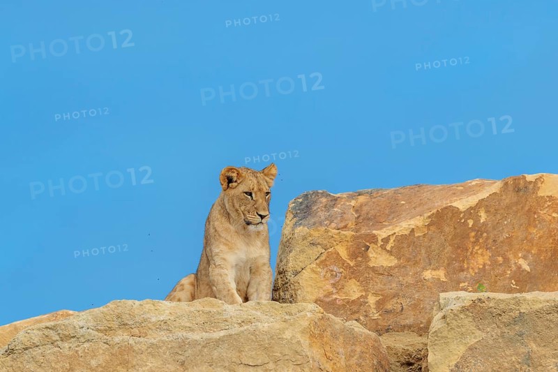 A young female lion (Panthera leo) walks across a rocky hill on a sunny day. Captive