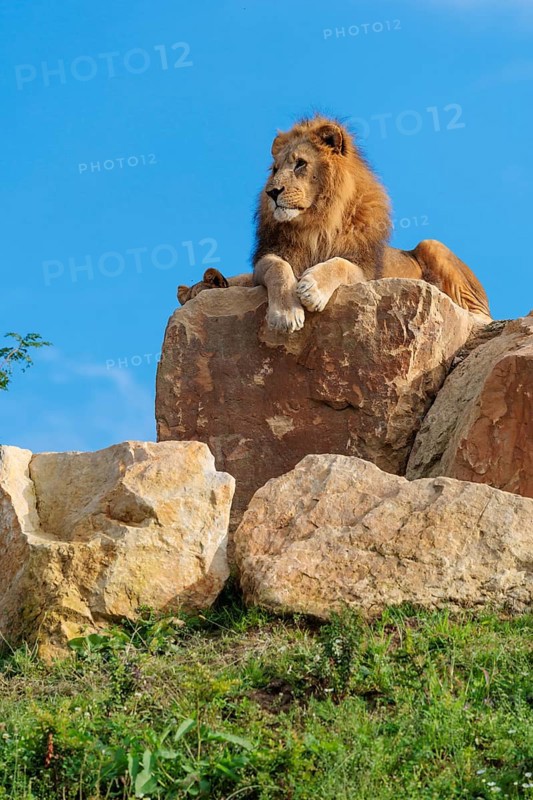 A small pride of lions (Panthera leo) rests on a rocky hill on a sunny day. Captive