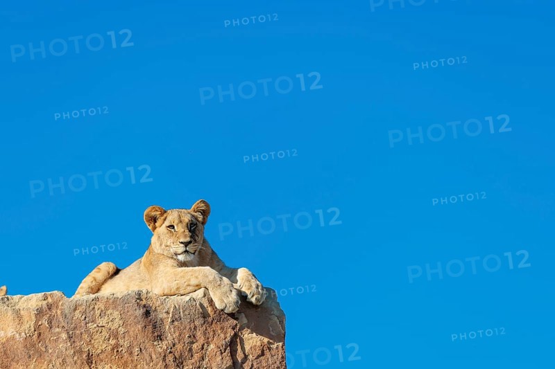 A young male lion (Panthera leo) rests on a rocky hill on a sunny day, observing something. Captive